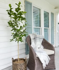 Brighter Blooms Meyer Lemon Tree