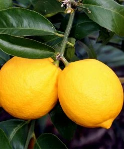 Brighter Blooms House & Patio Meyer Lemon Tree