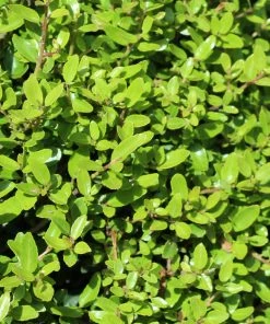 Brighter Blooms Shrubs & Hedges Micron® Holly Shrub 7 Brighter Blooms Shrubs & Hedges Micron® Holly Shrub