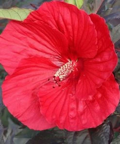 Brighter Blooms Midnight Marvel Hardy Hibiscus