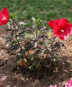 Brighter Blooms Midnight Marvel Hardy Hibiscus