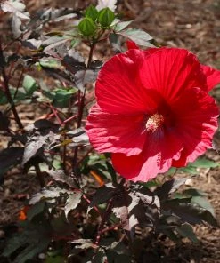 Brighter Blooms Midnight Marvel Hardy Hibiscus