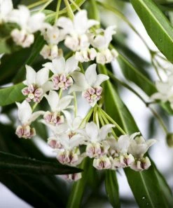 Brighter Blooms White Milkweed Tree