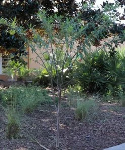 Brighter Blooms White Milkweed Tree