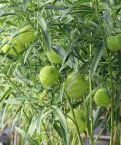 Brighter Blooms White Milkweed Tree