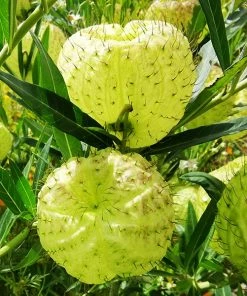 Brighter Blooms White Milkweed Tree