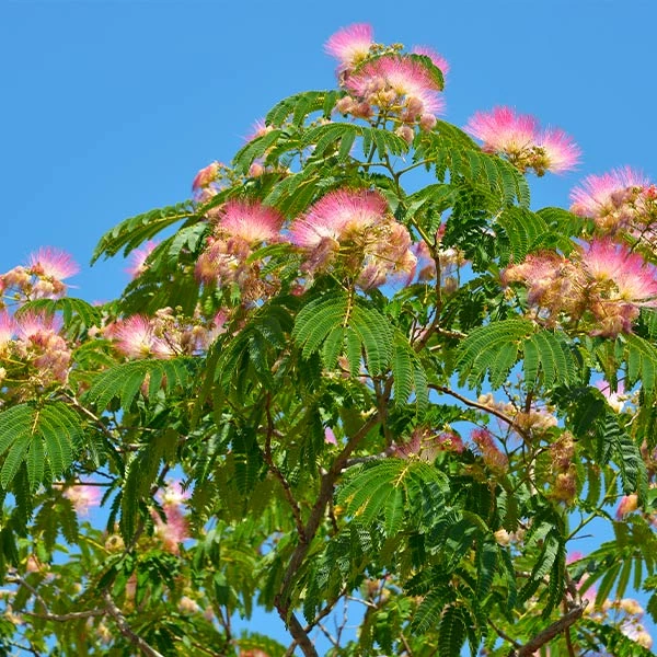 Brighter Blooms Flowering Trees Mimosa Silk Tree 1 Brighter Blooms Flowering Trees Mimosa Silk Tree