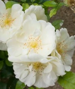 Brighter Blooms Shrubs & Hedges Mine No Yuki Camellia Shrub