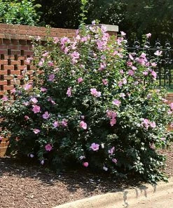 Brighter Blooms Minerva Rose Of Sharon Althea Shrub