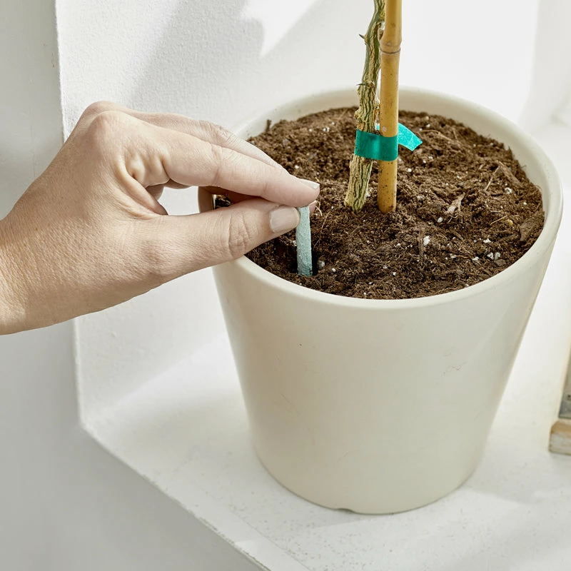 Brighter Blooms Fertilizers & Soil Additives MiracleGro - Houseplant Spikes 3 Brighter Blooms Fertilizers & Soil Additives MiracleGro - Houseplant Spikes