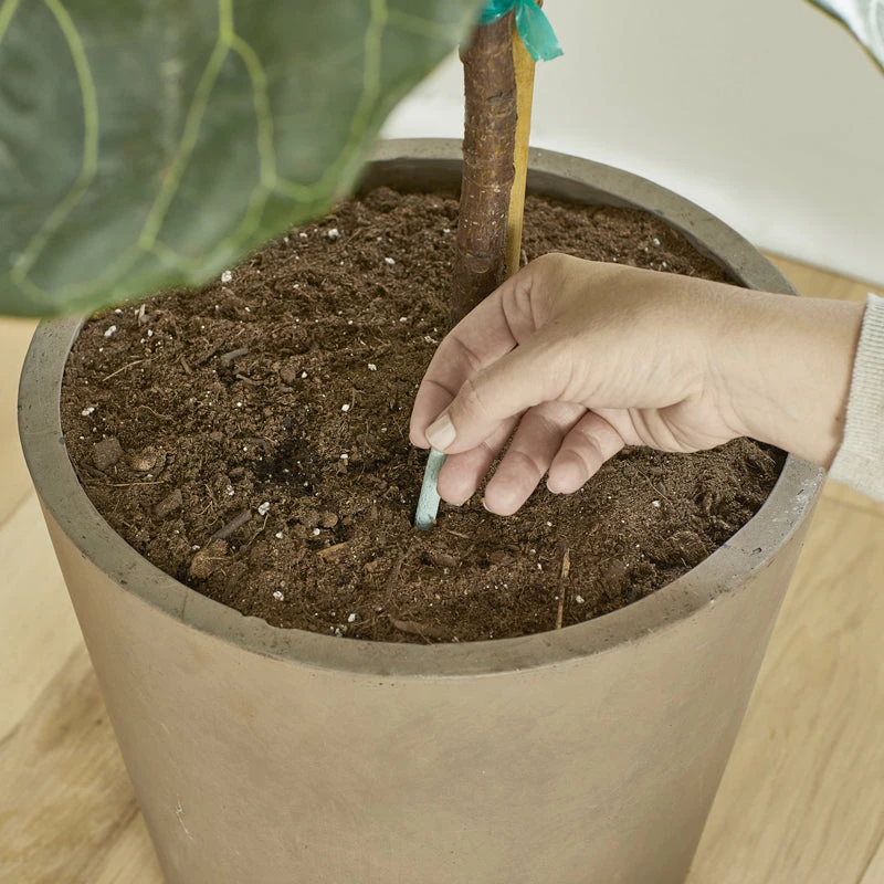 Brighter Blooms Fertilizers & Soil Additives MiracleGro - Houseplant Spikes 7 Brighter Blooms Fertilizers & Soil Additives MiracleGro - Houseplant Spikes