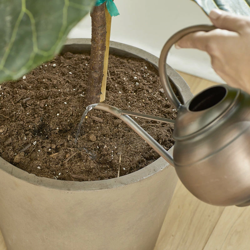 Brighter Blooms Fertilizers & Soil Additives MiracleGro - Houseplant Spikes 8 Brighter Blooms Fertilizers & Soil Additives MiracleGro - Houseplant Spikes