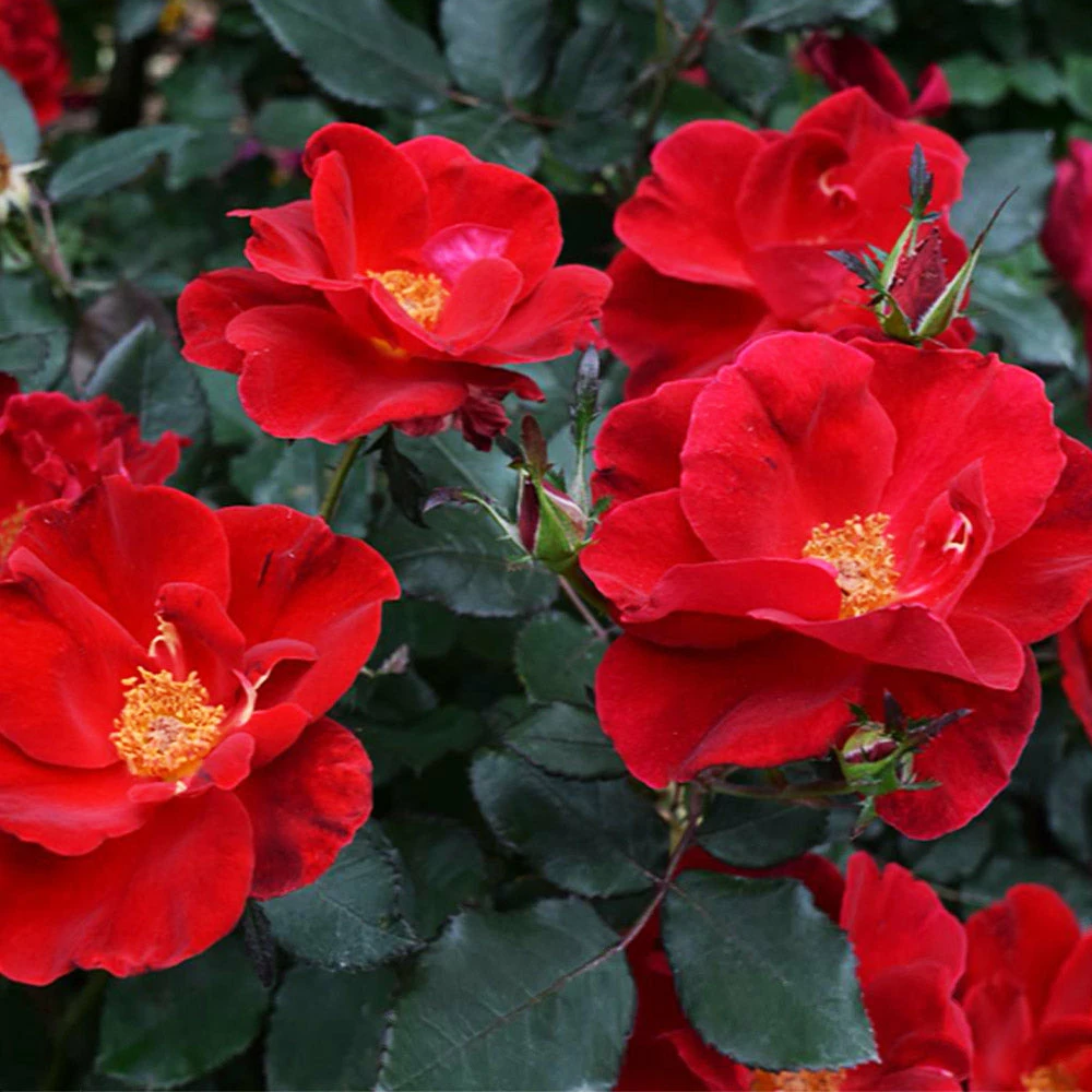 Brighter Blooms Miracle On The Hudson™ Rose Tree 3 Brighter Blooms Miracle On The Hudson™ Rose Tree