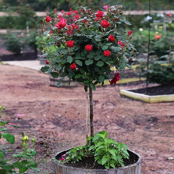 Brighter Blooms Miracle On The Hudson™ Rose Tree 1 Brighter Blooms Miracle On The Hudson™ Rose Tree