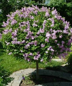 Brighter Blooms Miss Kim Lilac Tree Lilac Shrubs
