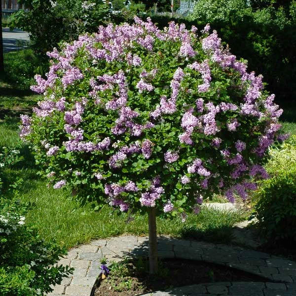 Brighter Blooms Miss Kim Lilac Tree Lilac Shrubs 1 Brighter Blooms Miss Kim Lilac Tree Lilac Shrubs