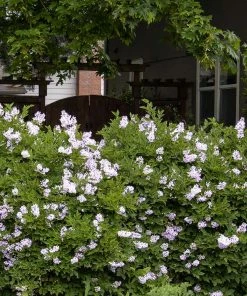 Brighter Blooms Miss Kim Lilac Shrub