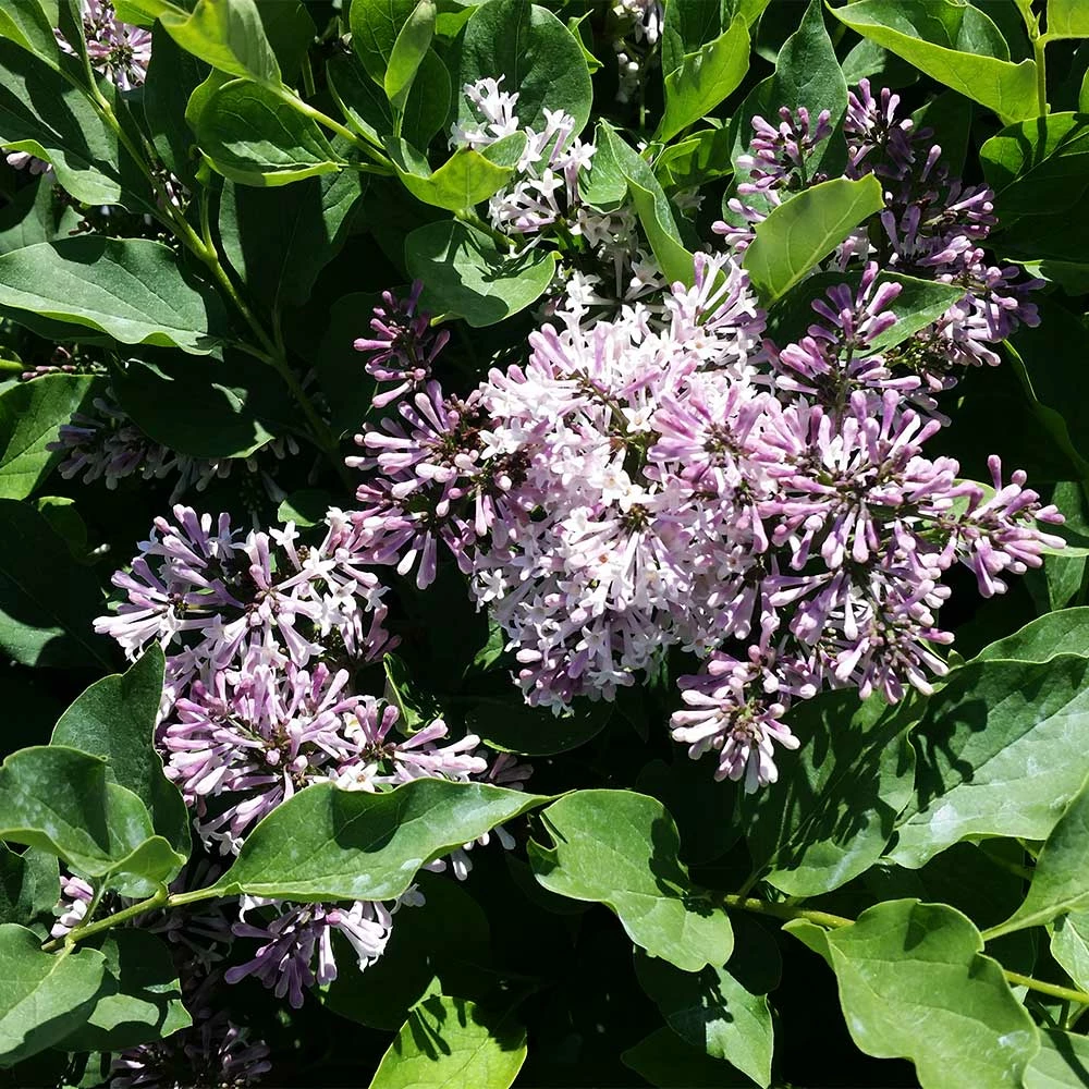 Brighter Blooms Miss Kim Lilac Tree Lilac Shrubs 3 Brighter Blooms Miss Kim Lilac Tree Lilac Shrubs