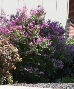 Brighter Blooms Miss Kim Lilac Shrub