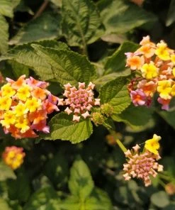 Brighter Blooms Miss Huff Lantana 5 Brighter Blooms Miss Huff Lantana