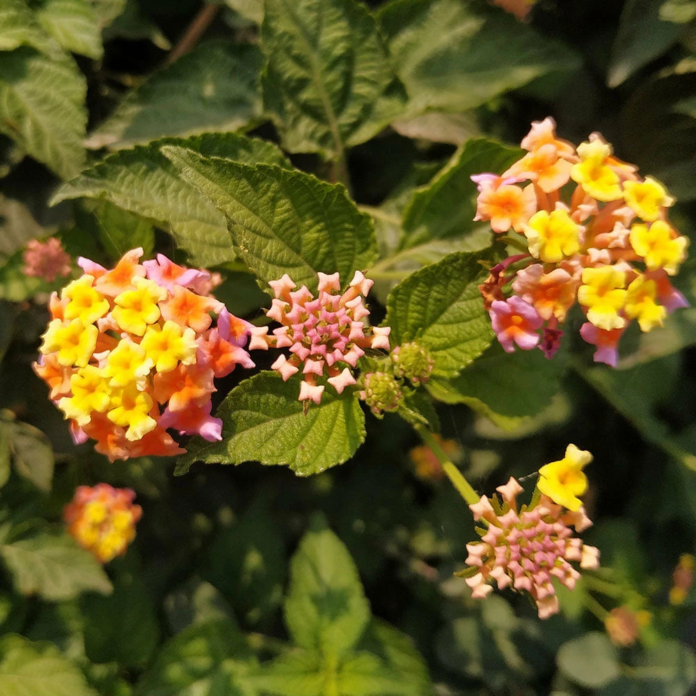 Brighter Blooms Miss Huff Lantana 3 Brighter Blooms Miss Huff Lantana