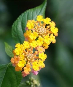 Brighter Blooms Miss Huff Lantana