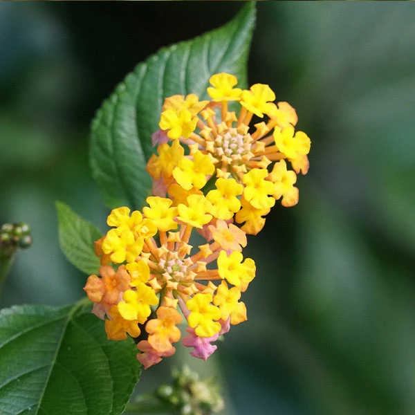 Brighter Blooms Miss Huff Lantana 1 Brighter Blooms Miss Huff Lantana