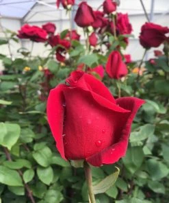 Brighter Blooms Roses Mister Lincoln Rose