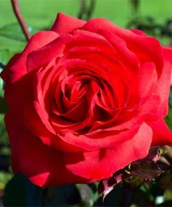 Brighter Blooms Roses Mister Lincoln Rose 5 Brighter Blooms Roses Mister Lincoln Rose