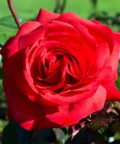 Brighter Blooms Roses Mister Lincoln Rose