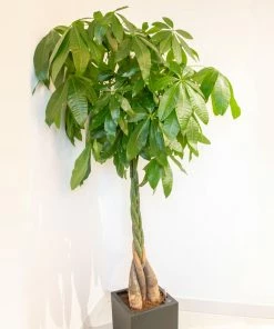 Brighter Blooms SHOP ALL Money Tree