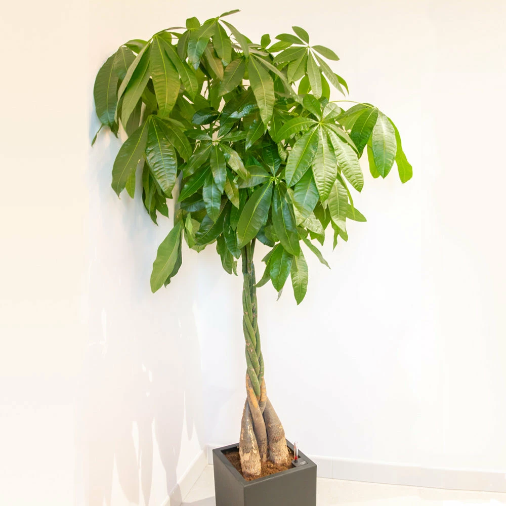 Brighter Blooms SHOP ALL Money Tree 2 Brighter Blooms SHOP ALL Money Tree