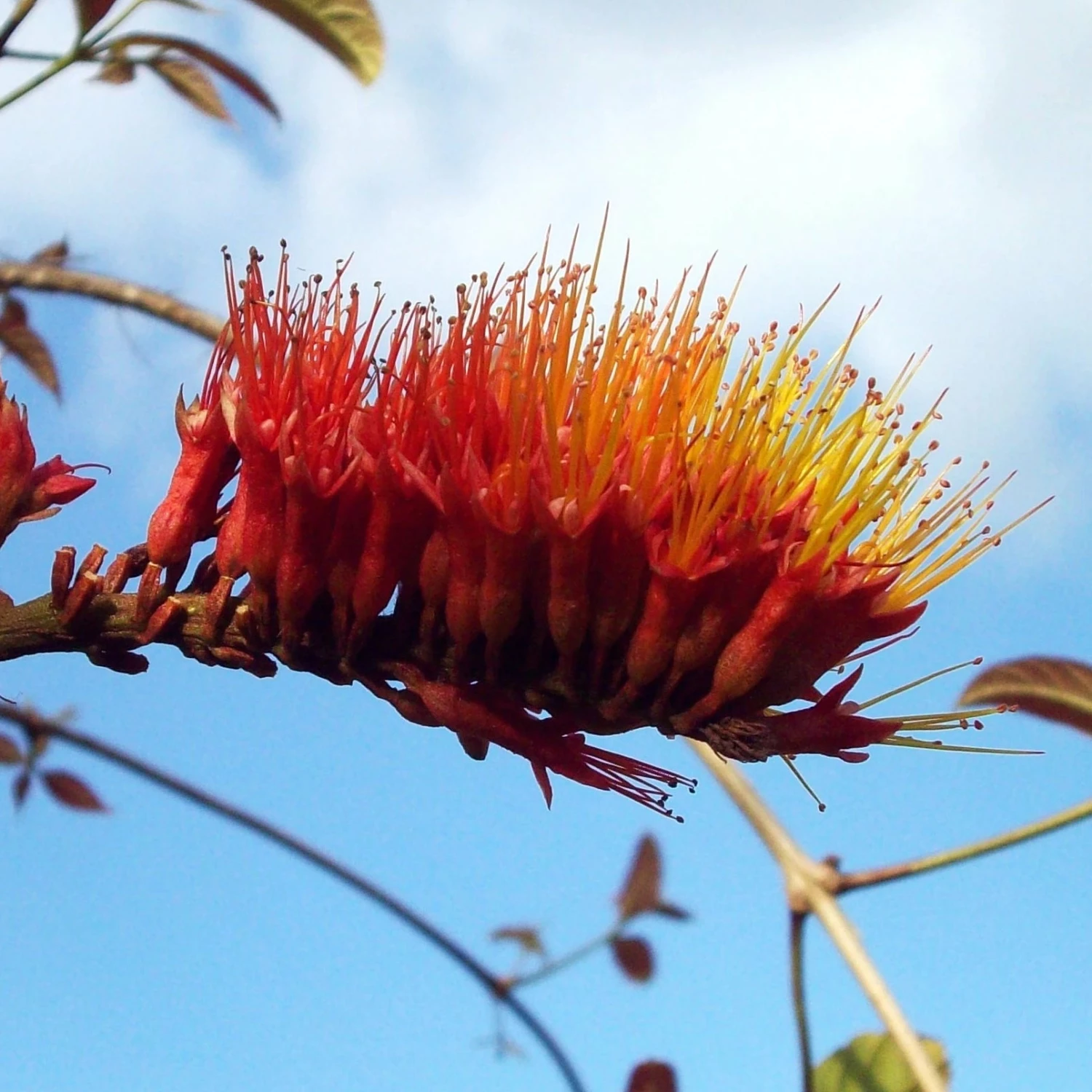 Brighter Blooms Shrubs & Hedges Monkey's Brush Plant 1 Brighter Blooms Shrubs & Hedges Monkey's Brush Plant