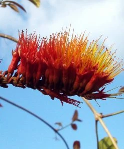 Brighter Blooms Shrubs & Hedges Monkey's Brush Plant