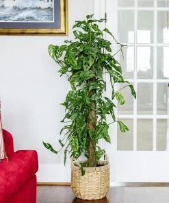 Brighter Blooms Monstera Adansonii Plant