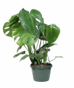 Brighter Blooms House & Patio Monstera (Swiss Cheese Plant)