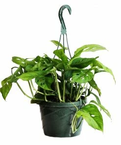 Brighter Blooms Monstera Adansonii Plant