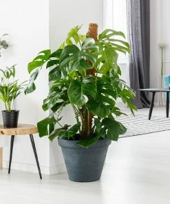 Brighter Blooms House & Patio Monstera (Swiss Cheese Plant)