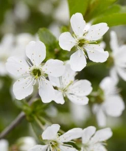 Brighter Blooms Montmorency Cherry Tree 7 Brighter Blooms Montmorency Cherry Tree