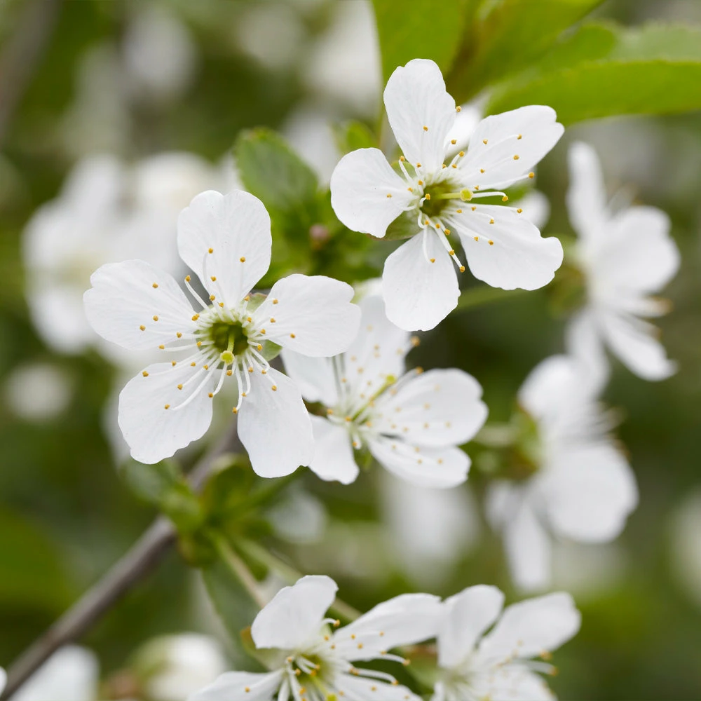 Brighter Blooms Montmorency Cherry Tree 4 Brighter Blooms Montmorency Cherry Tree