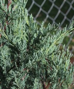 Brighter Blooms Moonglow Juniper Tree Evergreen & Privacy