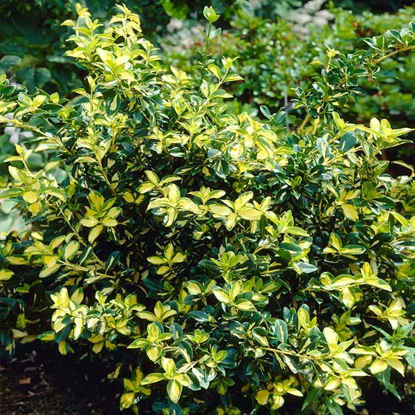 Brighter Blooms Moonshadow Euonymus Shrub Shrubs & Hedges 1 Brighter Blooms Moonshadow Euonymus Shrub Shrubs & Hedges