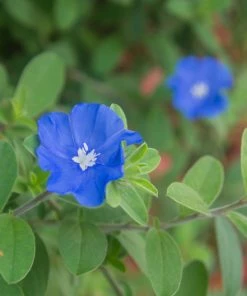 Brighter Blooms Blue Daze Morning Glory Shrub SHOP ALL