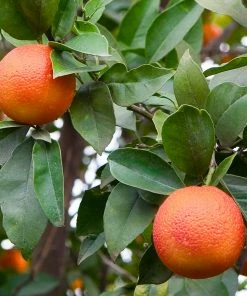 Brighter Blooms New Trees Blood Orange Tree 7 Brighter Blooms New Trees Blood Orange Tree