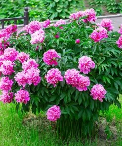 Brighter Blooms Perennials Mr. Ed Peony