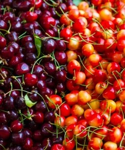 Brighter Blooms 4-in-1 Cherry Tree Cherry Trees