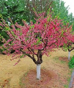 Brighter Blooms 2-in-1 Peach Tree 5 Brighter Blooms 2-in-1 Peach Tree