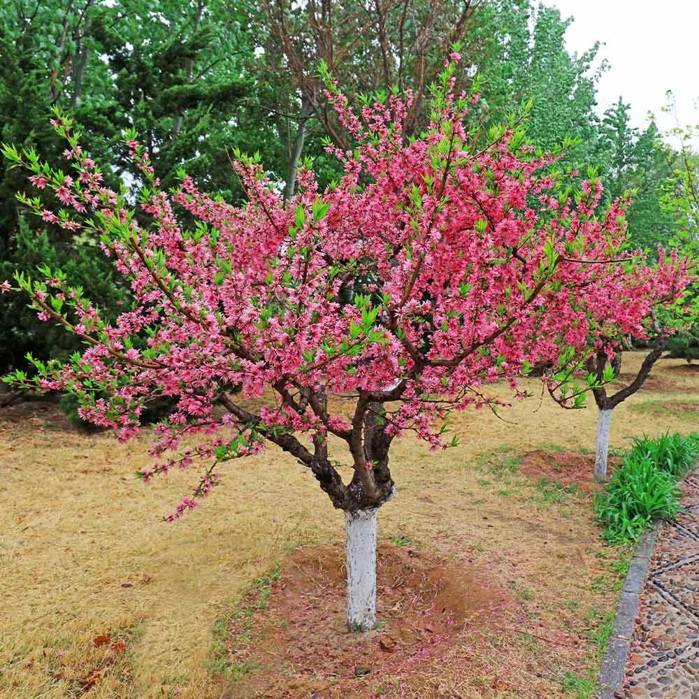 Brighter Blooms 2-in-1 Peach Tree 3 Brighter Blooms 2-in-1 Peach Tree