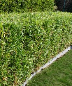 Brighter Blooms Evergreen & Privacy Bamboo Hedge Multiplex