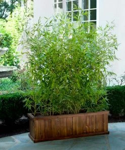 Brighter Blooms Evergreen & Privacy Bamboo Hedge Multiplex